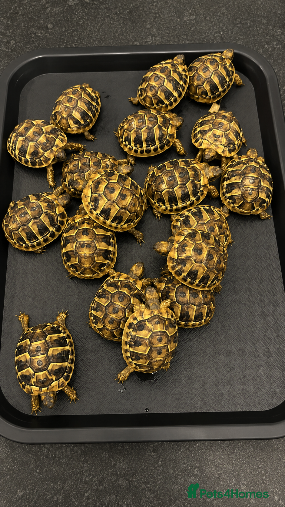 Hermann Tortoise reptiles for sale: BABY HERMANNS TORTOISE & SET UPS - Advert 1