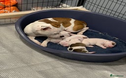 Staffordshire Bull Terrier dogs for sale: Staffordshire Bull terrier Puppies  - Image 1
