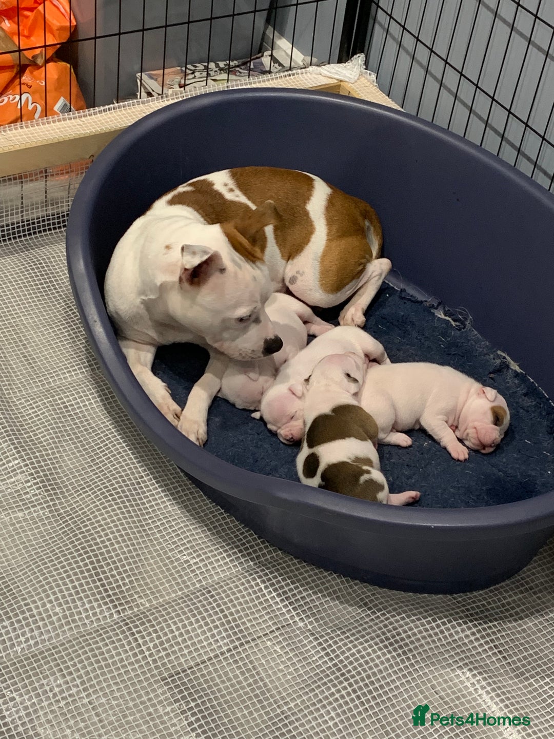 Staffordshire Bull Terrier dogs for sale: Staffordshire Bull terrier Puppies  - Image 1