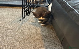 British Shorthair cats for sale: British Shorthair Cross Kittens  - Image 17