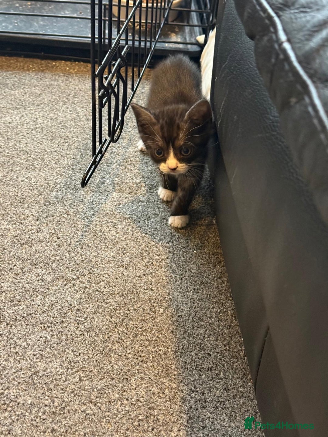 British Shorthair cats for sale: British Shorthair Cross Kittens  - Image 17