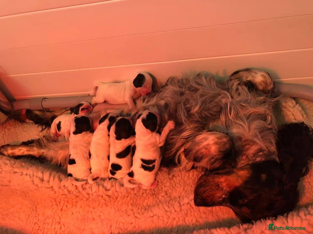 Cocker Spaniel dogs for sale: English Cocker Spaniels Available - Advert 4