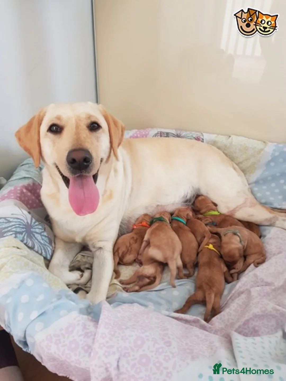 Miniature Poodle dogs for stud: Red K.C reg Miniature Poodle 4 Stud HEALTH TESTED in Chesterfield - Advert 2