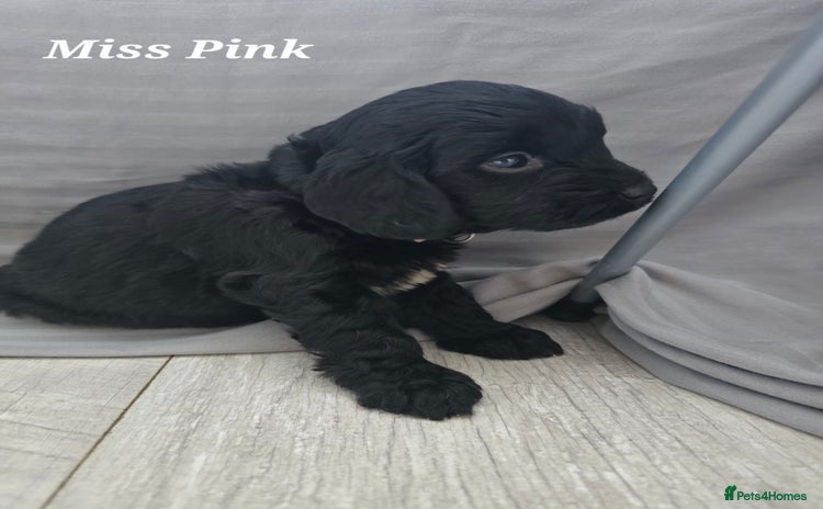 Sproodle dogs - Advert 8