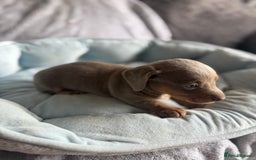 Miniature Dachshund dogs for sale: Miniature dachshund puppy’s  - Image 10