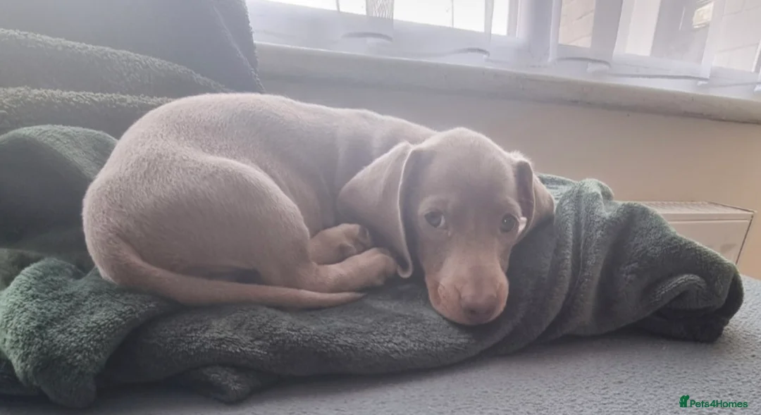 Miniature Dachshund dogs for stud: Miniature dachshund stud 5kg - Advert 8