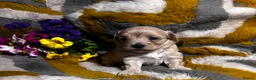 Maltipoo dogs for sale: Maltipoo’s rare colour parents tested Clear PRA - Advert 13
