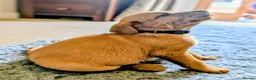 Labrador Retriever dogs for sale: Fox red Labrador puppies - Advert 25
