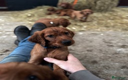 Irish Setter dogs for sale: Irish Red Setter Pups  - Image 4