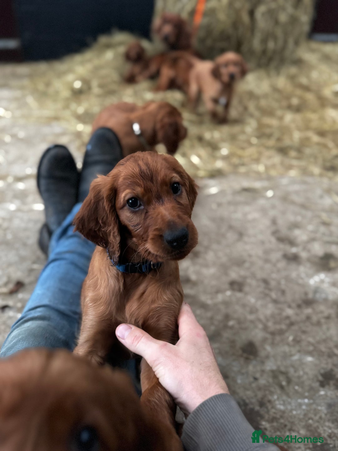 Irish Setter dogs for sale: Irish Red Setter Pups  - Image 4