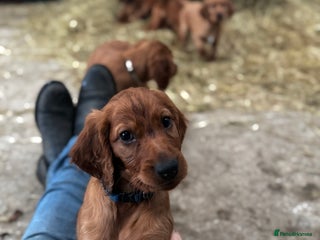 Irish Setter dogs - Advert 2