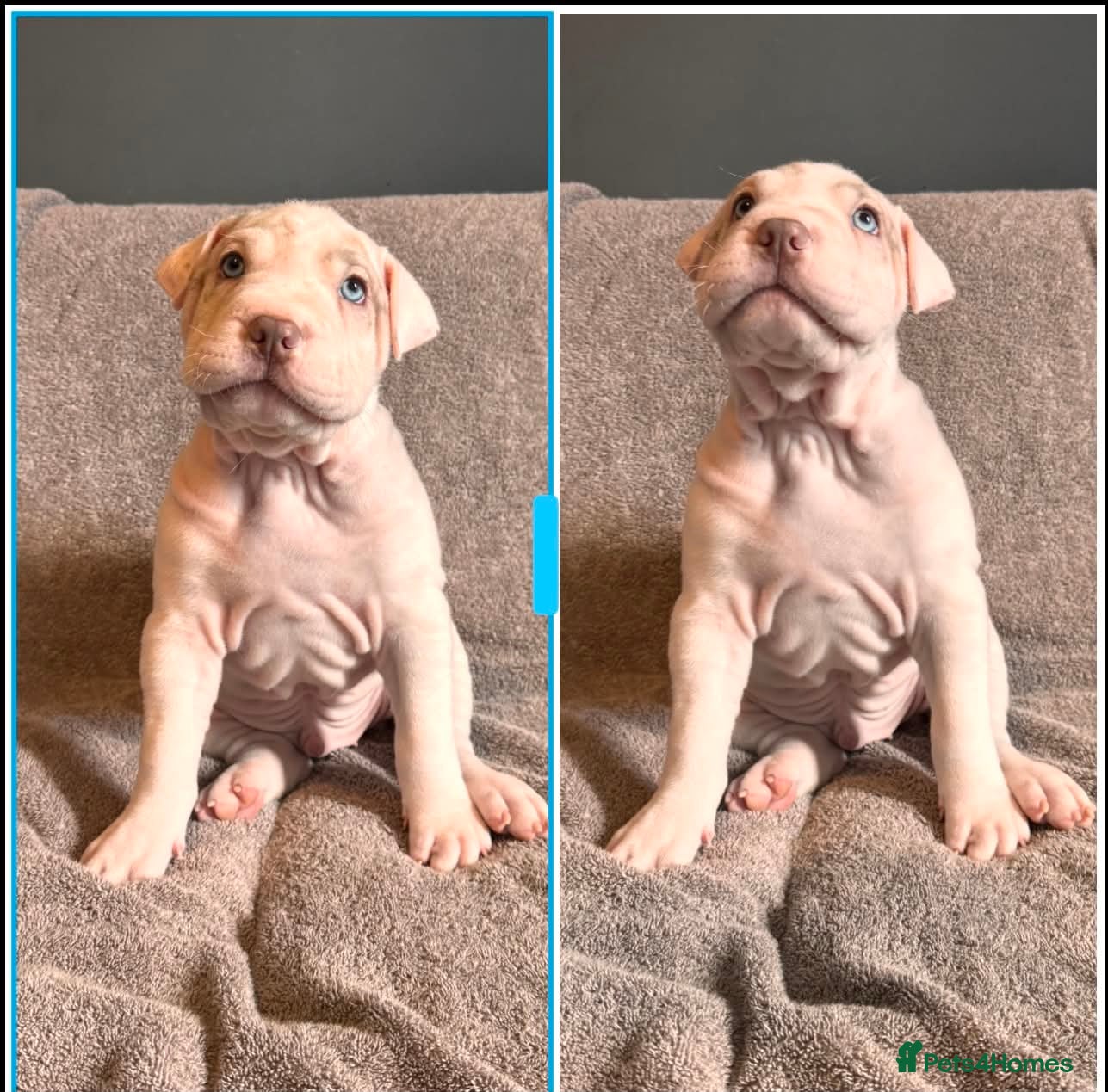 Mixed Breed dogs BULL-PEI - Advert 2