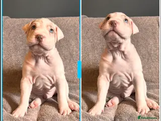 Mixed Breed dogs BULL-PEI - Advert 2