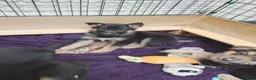 Shepsky dogs for sale: German Shepherd pups - Advert 7