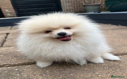 Pomeranian dogs for sale: 2 male Pomeranian puppies. 1 orange sable, 1 cream - Image 7