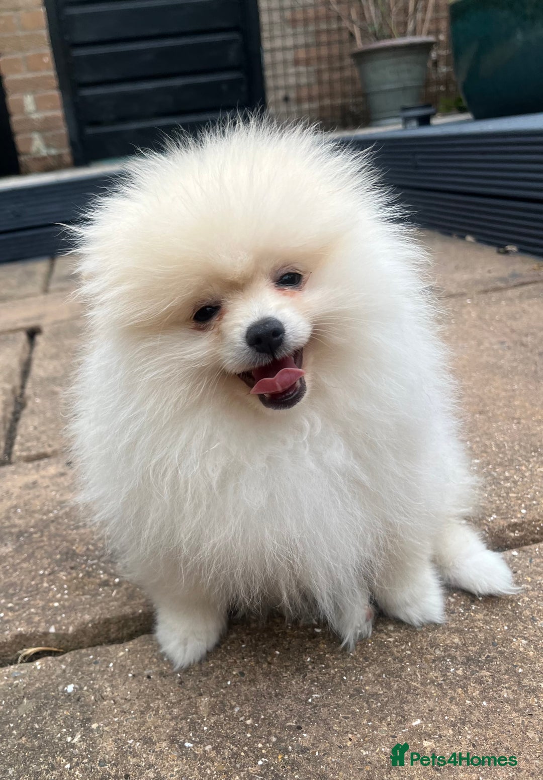Pomeranian dogs for sale: 2 male Pomeranian puppies. 1 orange sable, 1 cream - Image 7