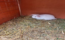 Netherland Dwarf rabbits for sale: Stunning blue eyed white mini lop  - Image 1