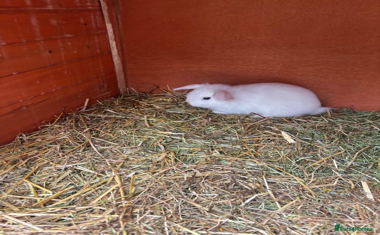 Netherland Dwarf rabbits - Advert 2