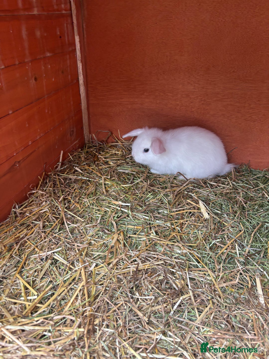 Netherland Dwarf rabbits for sale: Stunning blue eyed white mini lop  - Image 1