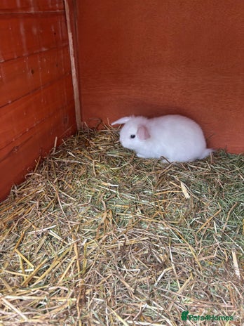 Netherland Dwarf rabbits - Advert 5