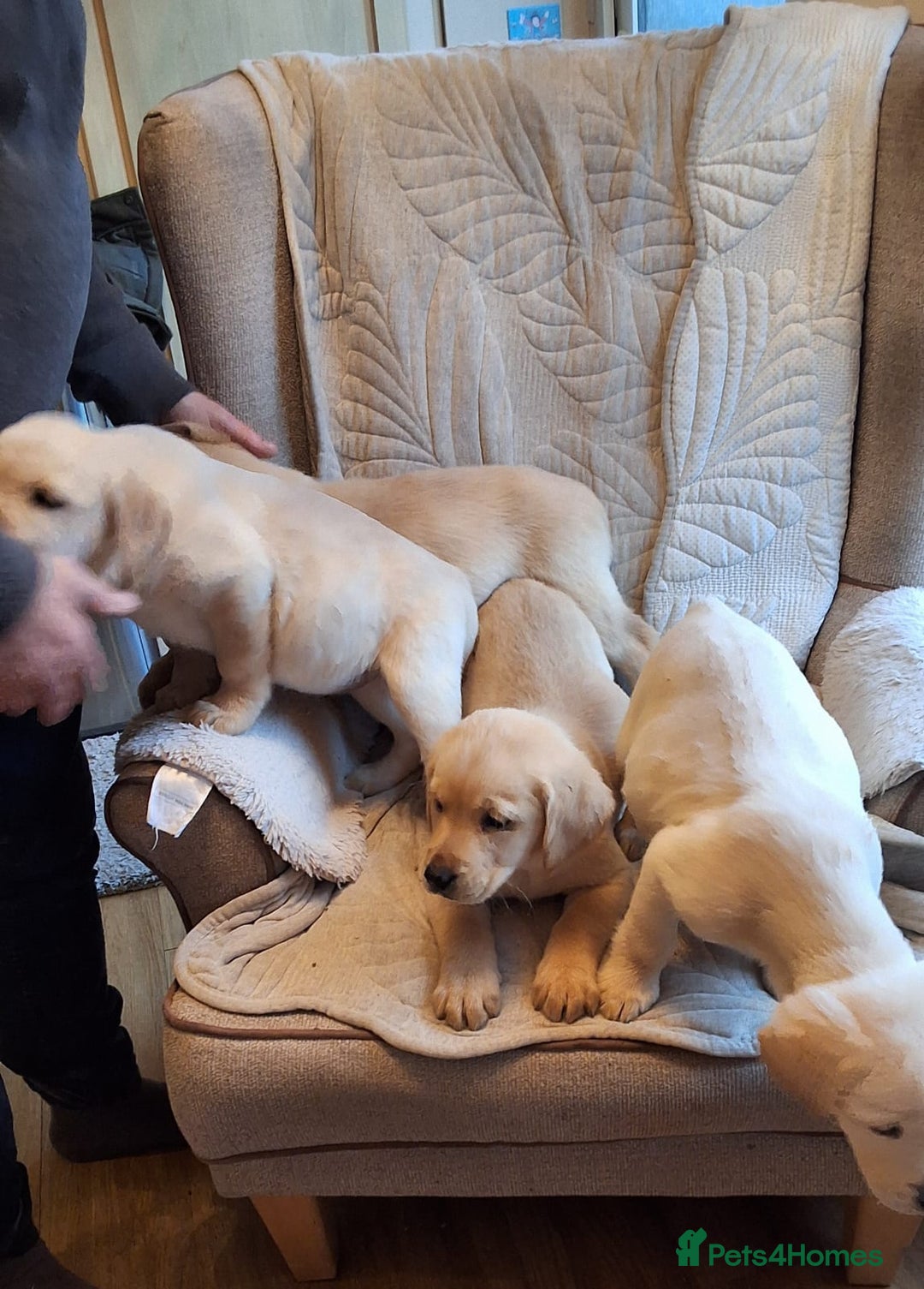 Goldador dogs for sale: Goldador puppies  - Advert 11