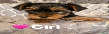 Yorkshire Terrier 4