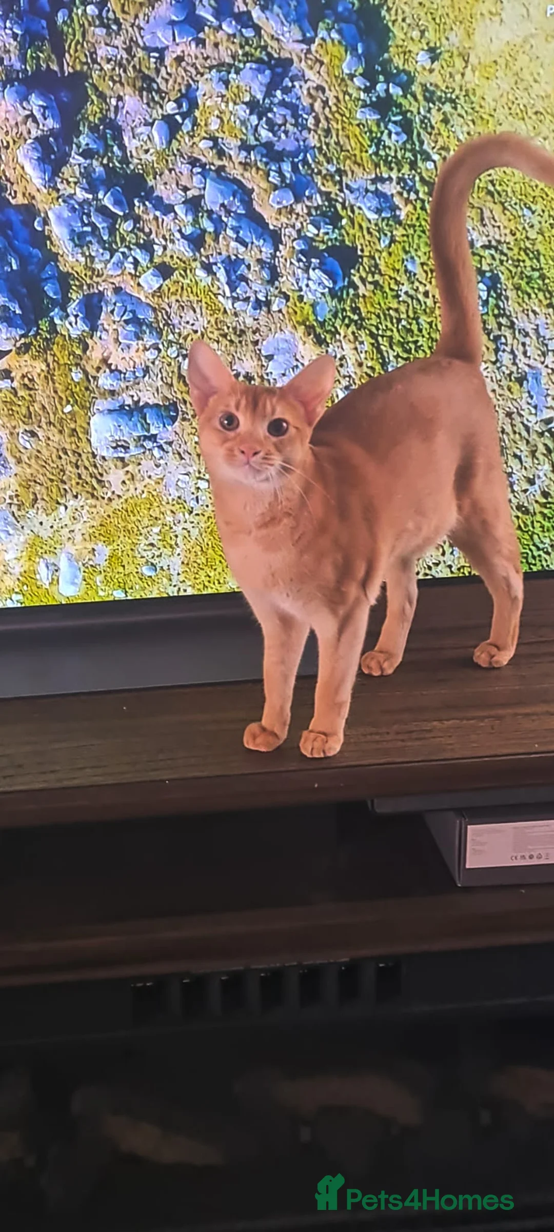 Abyssinian cats for sale: Rare colour beautiful Aby boys - Advert 1
