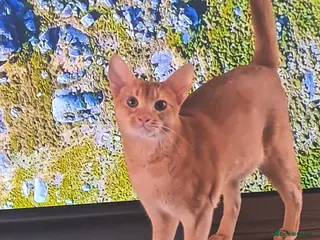 Abyssinian cats Rare colour beautiful Aby boys - Advert 2