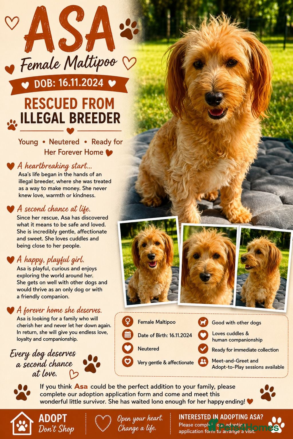 Maltipoo dogs 🐾 ASA – Female Maltipoo 🐾 - Advert 2