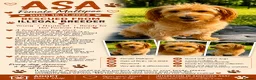 Maltipoo dogs for adoption: 🐾 ASA – Female Maltipoo 🐾 in Caterham - Advert 2