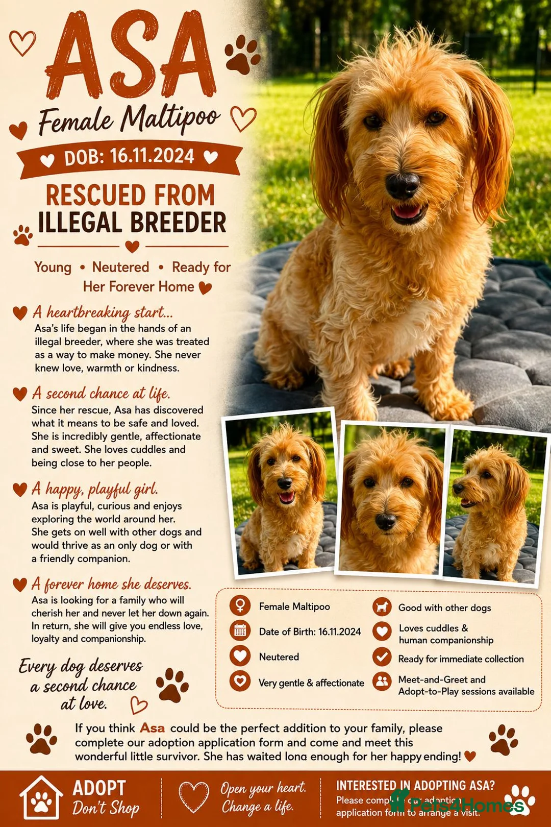 Maltipoo dogs for adoption: 🐾 ASA – Female Maltipoo 🐾 in Caterham - Advert 2