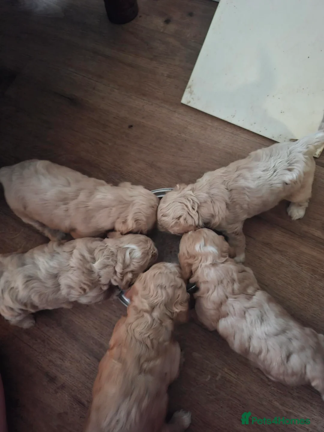 Cockapoo dogs for sale: F1 Cockerpoos  in Telford - Advert 2