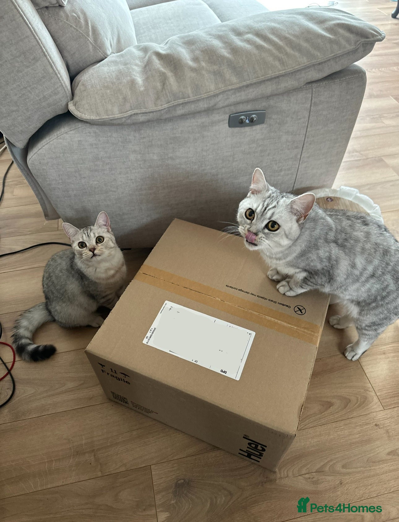 British Shorthair cats 2x British Shorthair - Advert 1