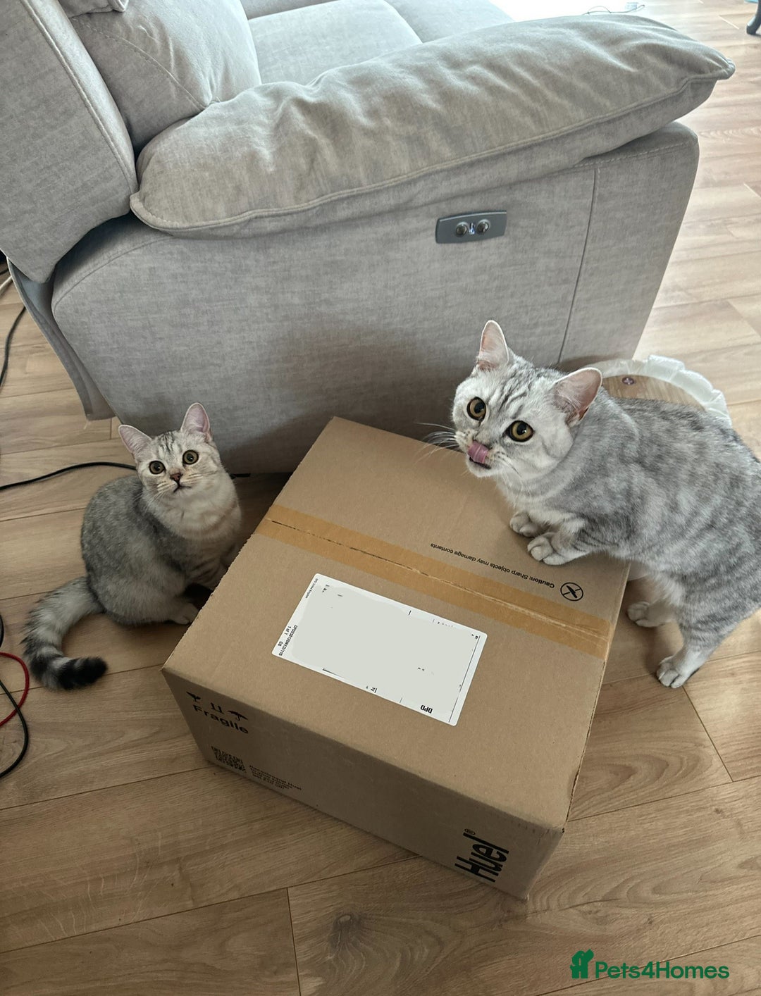 British Shorthair cats for sale: 2x British Shorthair - Advert 1