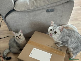 British Shorthair cats 2x British Shorthair - Advert 1