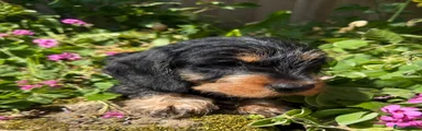 Miniature Dachshund Puppy 1