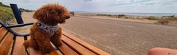 Toy Poodle dogs for stud: Handsome K.C Reg Red Toy poodle stud! - Advert 8