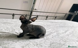 Sphynx cats for sale: Male Sphynx cat for sale 2 years old - Image 15