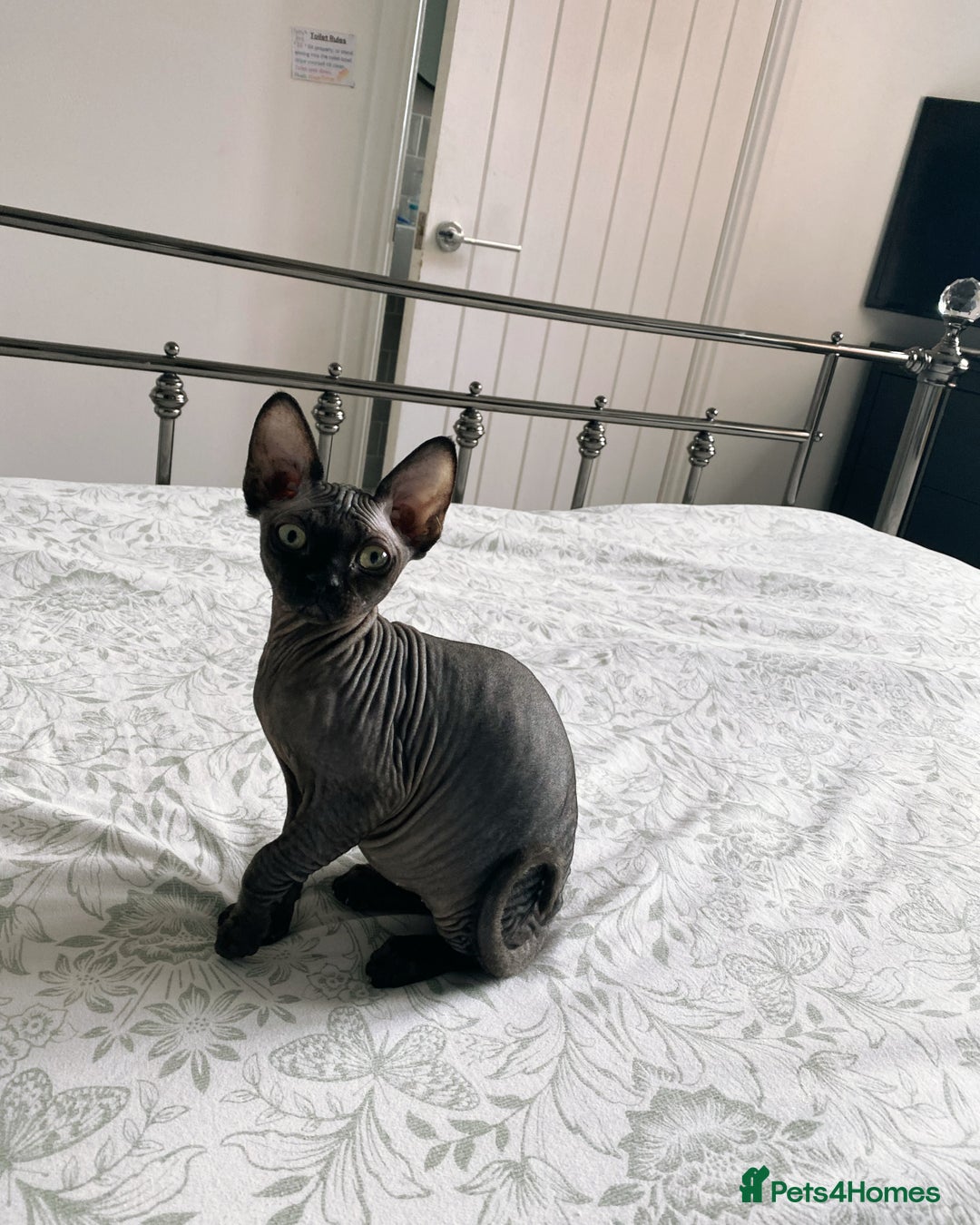Sphynx cats for sale: Male Sphynx cat for sale 2 years old - Image 15