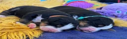 Bernese Mountain Dog dogs for sale: Beautiful Bernese Mountain Dog Puppies in Eye - Advert 4