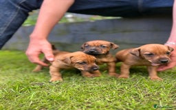 Mixed Breed dogs for sale: Border terrier x patterdale puppies  - Image 9