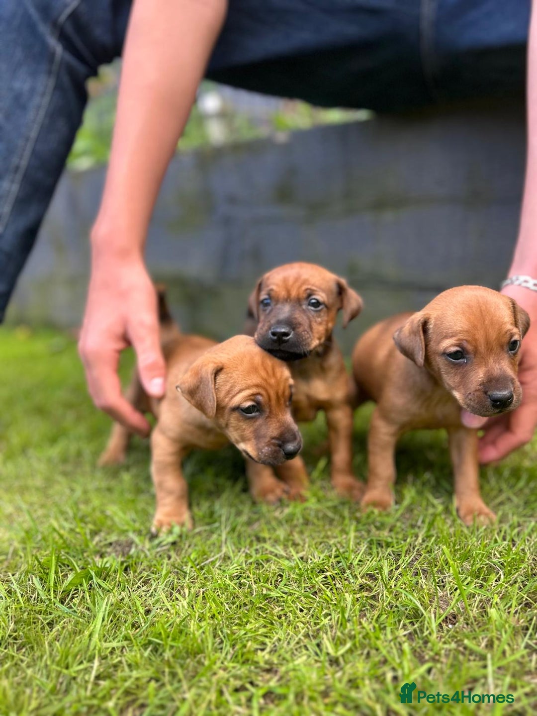 Mixed Breed dogs for sale: Border terrier x patterdale puppies  - Image 9