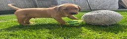 Labrador Retriever dogs for sale: 3 FoxRed Labrador Boys Available  - Advert 3