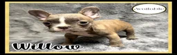 French Bulldog dogs for sale: KC Registered EXCELLENT BLOODLINE HEALTH TESTED - Advert 19