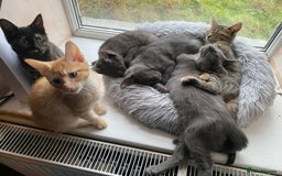 Maine Coon cats for sale: Maine coon x bengal kittens  - Image 8