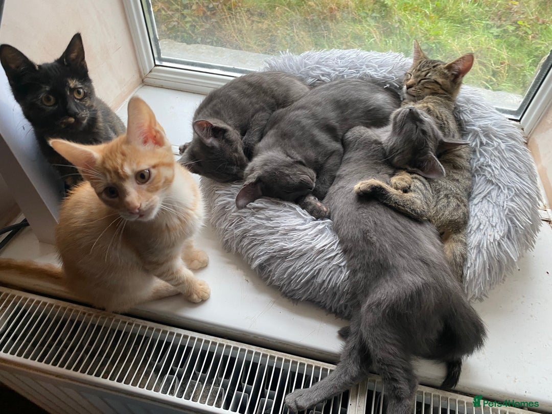 Maine Coon cats for sale: Maine coon x bengal kittens  - Image 8