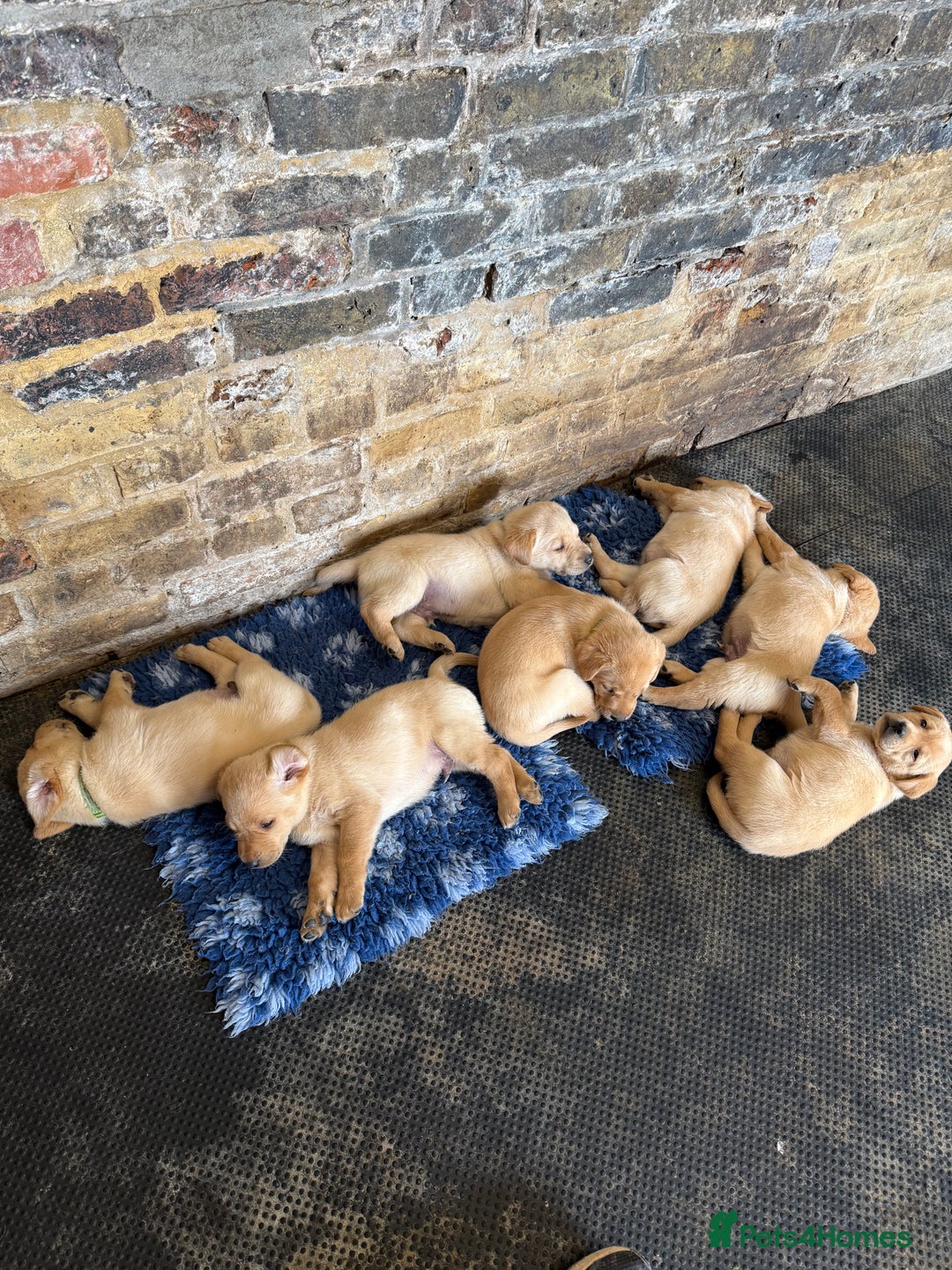 Labrador Retriever dogs for sale: Beautiful Red/Champagne Labrador puppies for sale. - Image 4