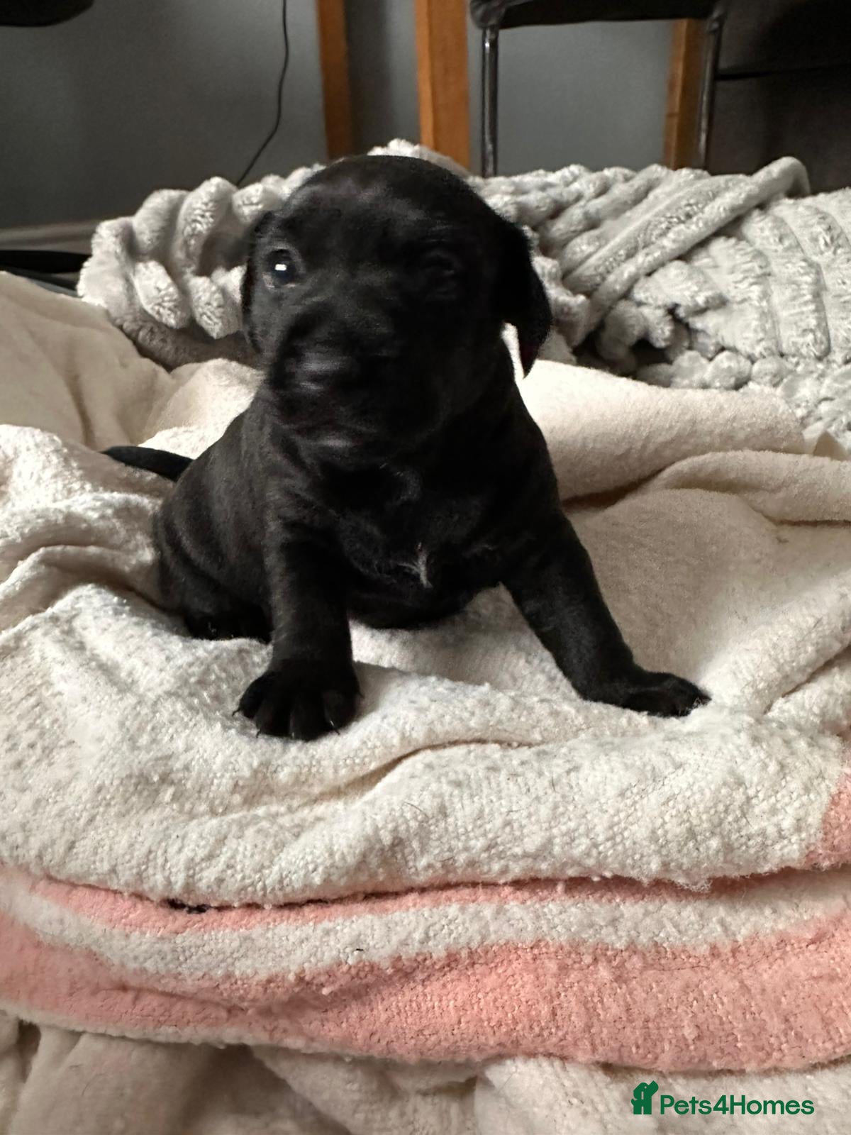 Patterdale Terrier dogs Lovely black patterdale bitch - Advert 16