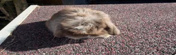 Mini Lop rabbits for sale: stunning baby mini lops - Advert 11