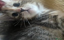 American Shorthair cats for sale: 4 kitten for sale  - Image 8